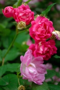 薔薇