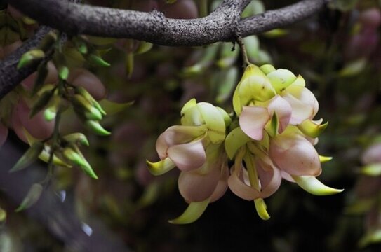 禾雀花開(kāi)