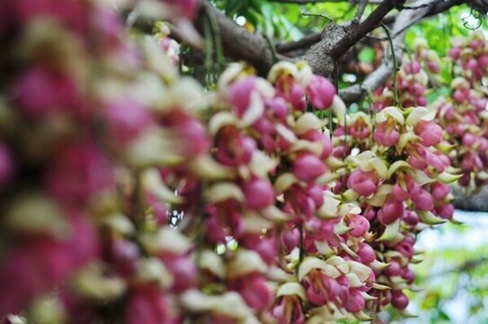 禾雀花開