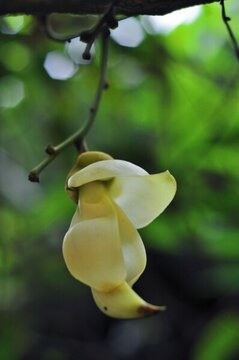 禾雀花開(kāi)