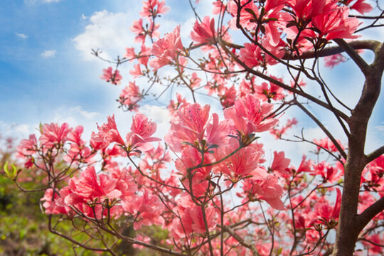 杜鵑花叢