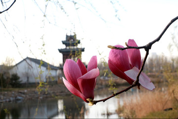 玉蘭花
