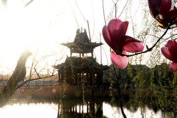 玉蘭花