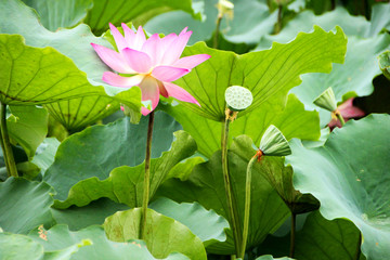 荷花