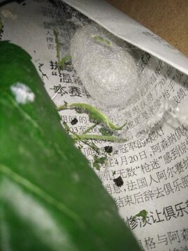 蠶寶寶