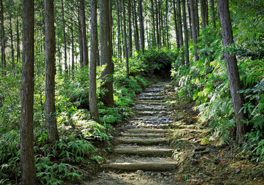 樹(shù)林小路