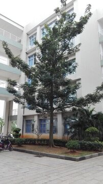 校園美麗景色