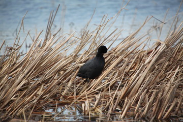 鳥 水鳥 濕地 自然 野生動物