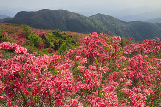 杜鵑花海