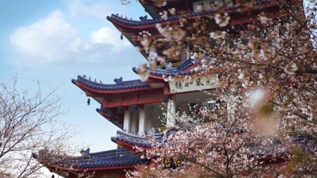 無錫黿頭渚櫻花