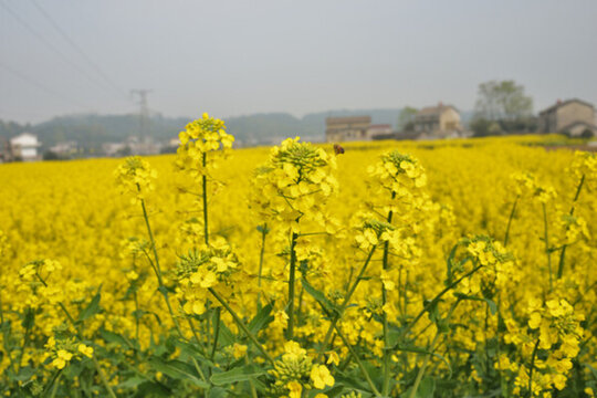 油菜花 油菜 輸電線路