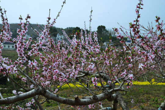 桃花 桃花園