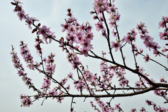 桃花 桃花園