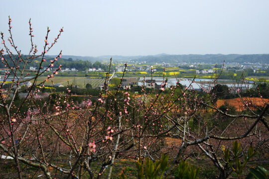 桃花 桃花園