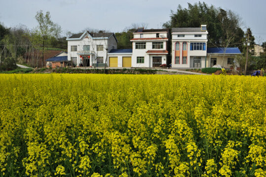 油菜花 油菜 輸電線路