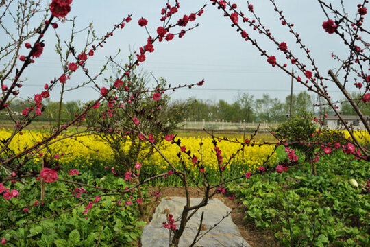 桃花 桃花園