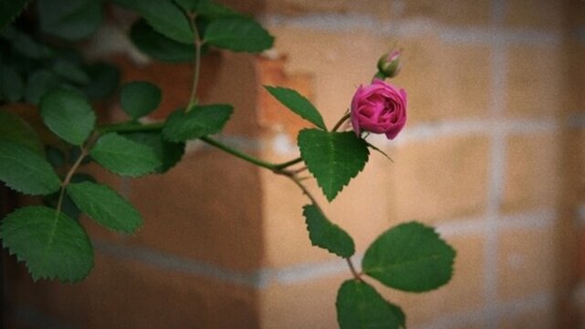 薔薇 花蕊 花蕾 露珠 寫意