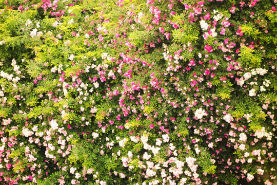 薔薇花綠植背景
