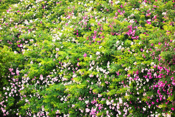 薔薇花墻