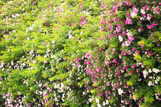 薔薇花綠植背景