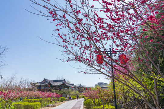 園林梅花
