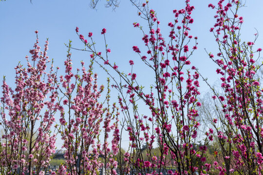 園林梅花