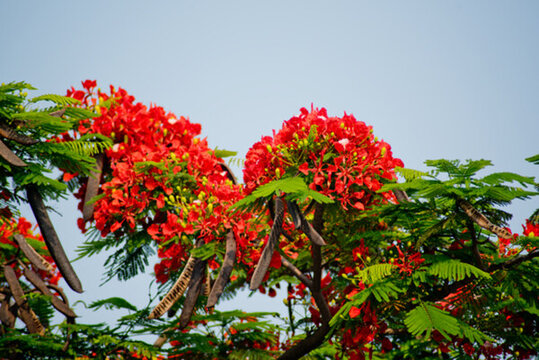 花 紅花 鳳凰花