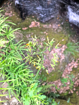 野生植物
