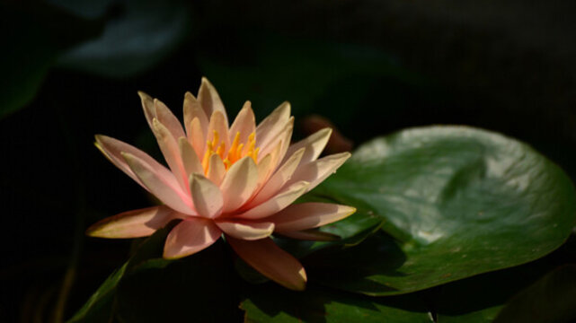 蓮花