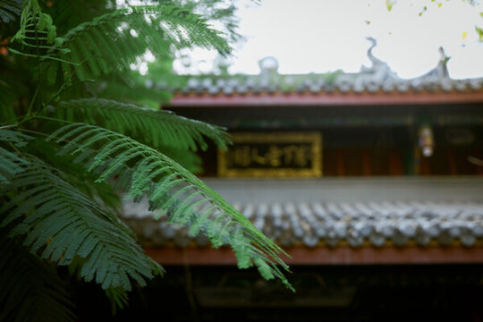中國寺廟和古樹