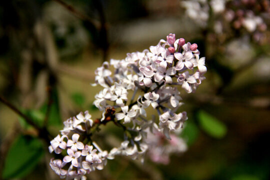 丁香花