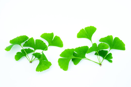 綠樹(shù)葉子