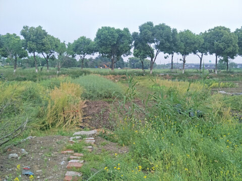 鄉(xiāng)村田園風(fēng)景