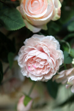 花卉 絹花