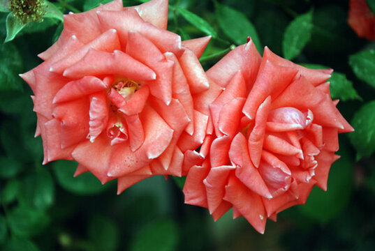 月季花