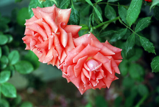 月季花