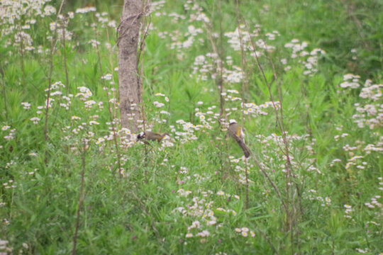 花叢里的鳥