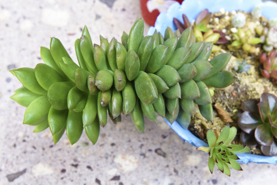 多肉植物