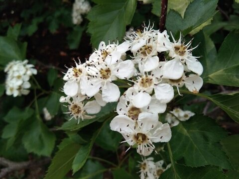 山楂花