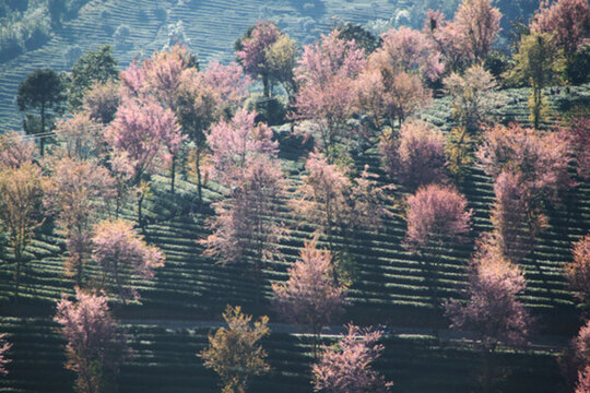 無量山櫻花