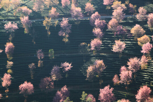 無(wú)量山櫻花