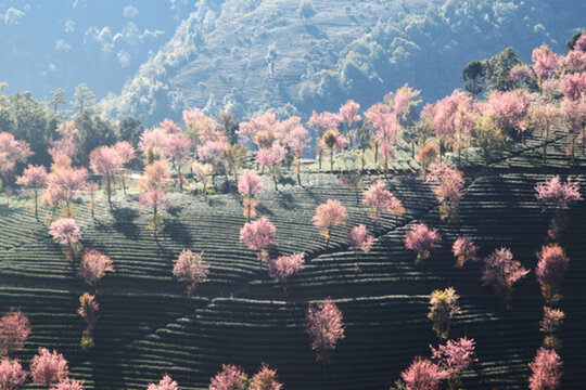 無(wú)量山櫻花