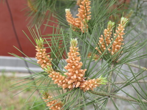 松樹花