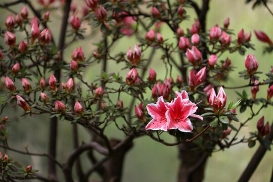 杜鵑花