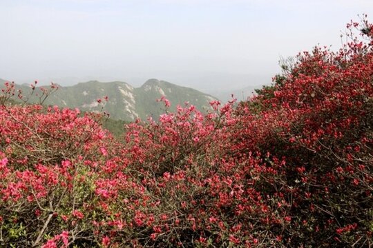 龜峰山杜鵑