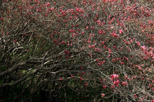 杜鵑花
