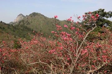 杜鵑花