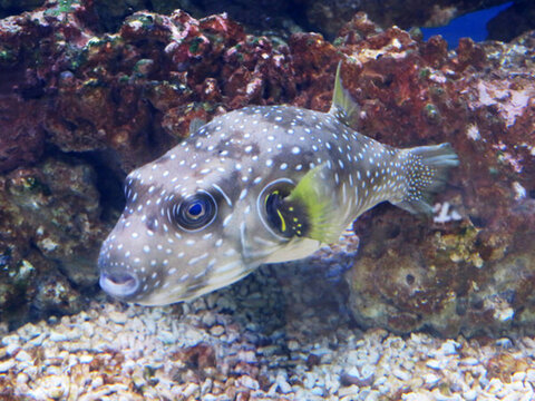 魚  海底魚  熱帶魚