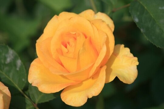 月季花