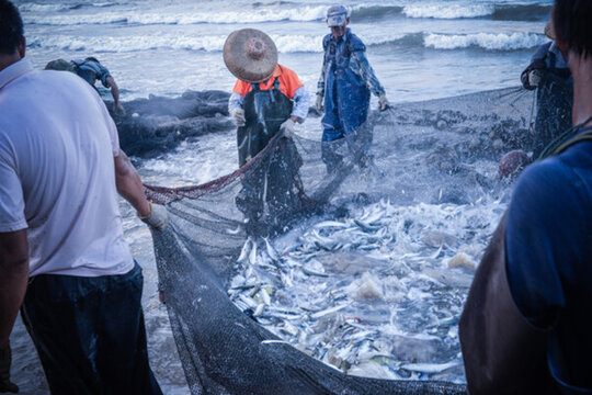 海邊捕魚 非法捕魚
